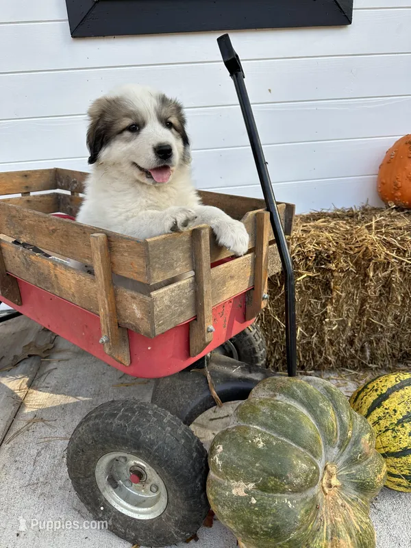 Boone, a male Great Pyrenees for sale in Graham, NC – Photo 1 of 4