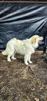 Gummi, a female Great Pyrenees for sale in Graham, NC – Photo 4 of 5
