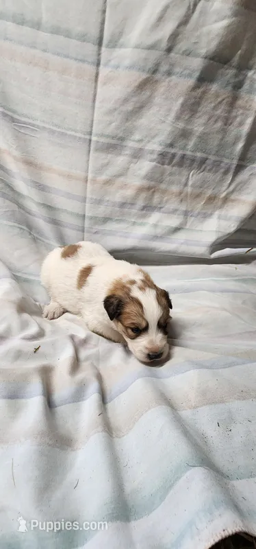 Gummi, a female Great Pyrenees for sale in Graham, NC – Photo 1 of 5