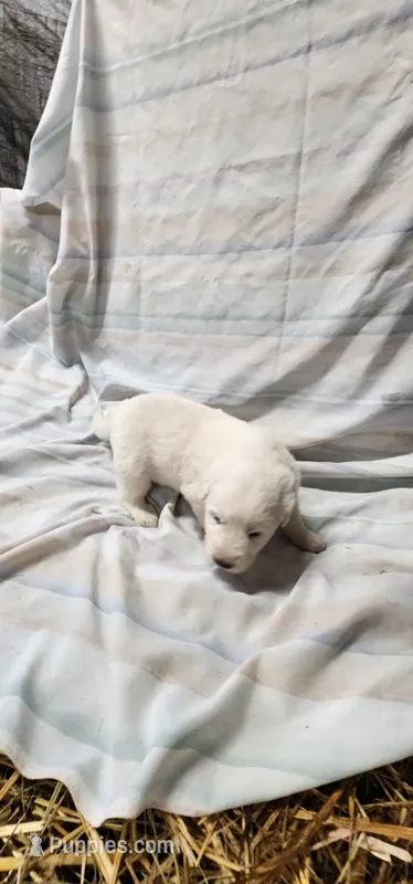 Honey, a female Great Pyrenees for sale in Graham, NC – Photo 1 of 5