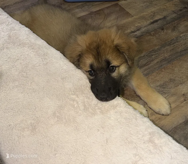 Leo – German Shepherd Dog, Maremma Sheepdog puppy for sale in Warwick, RI