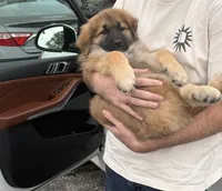 Leo, a male German Shepherd Dog and Maremma Sheepdog for sale in Warwick, RI – 2 of 3