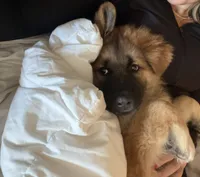 Leo, a male German Shepherd Dog and Maremma Sheepdog for sale in Warwick, RI – 3 of 3