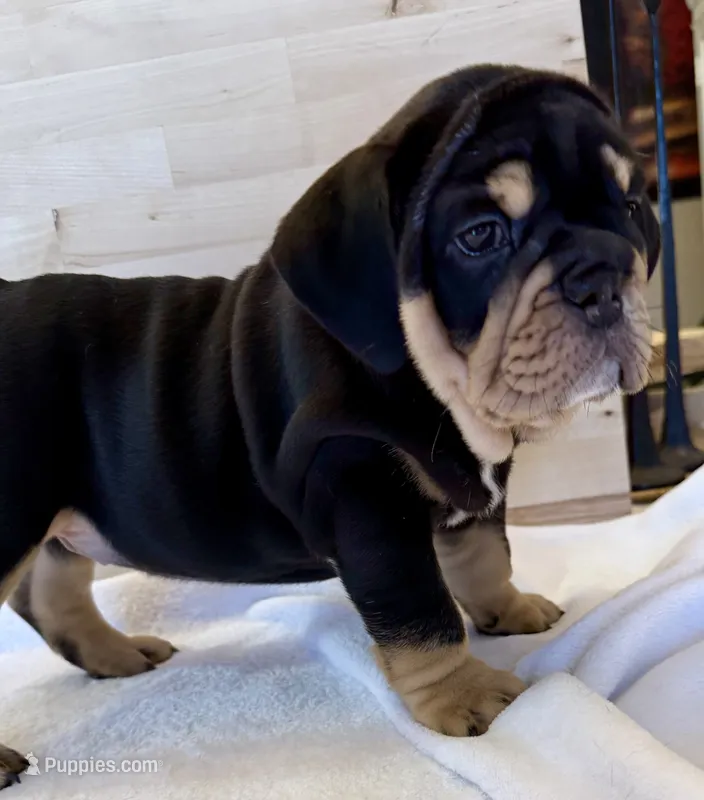 Griz – English Bulldog puppy for sale in Pittsburg, KS