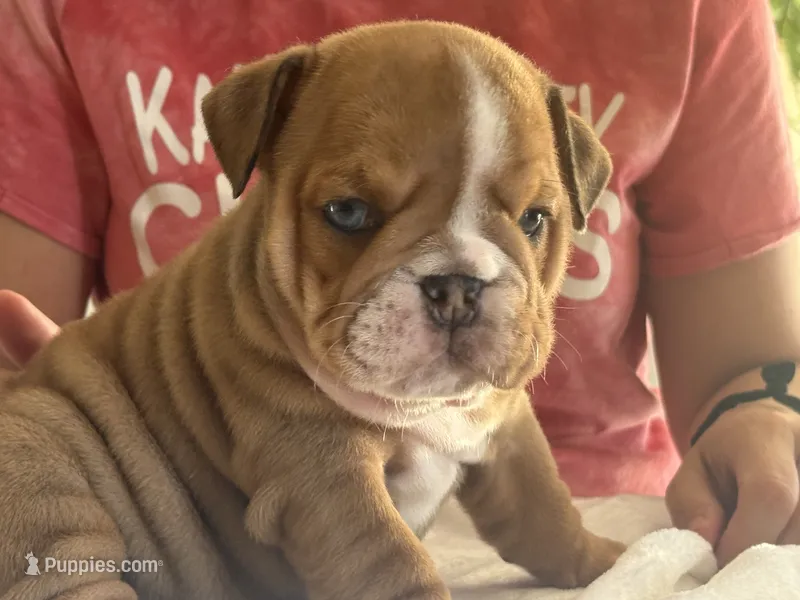 Luna  – English Bulldog puppy for sale in Pittsburg, KS