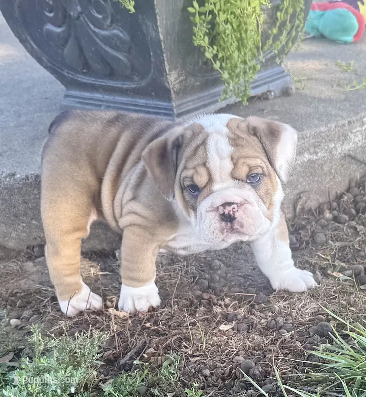 Stella  – English Bulldog puppy for sale in Pittsburg, KS