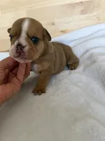 Luna , a female English Bulldog for sale in Pittsburg, KS – 2 of 6