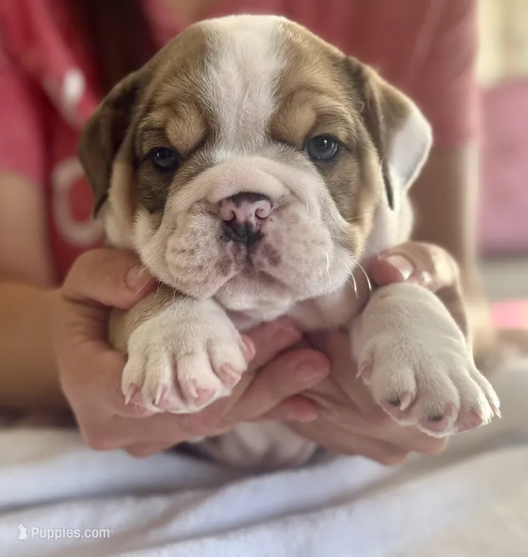 Stella  – English Bulldog puppy for sale in Pittsburg, KS