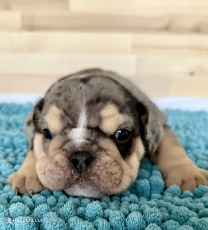 Apollo – English Bulldog puppy for sale in Pittsburg, KS