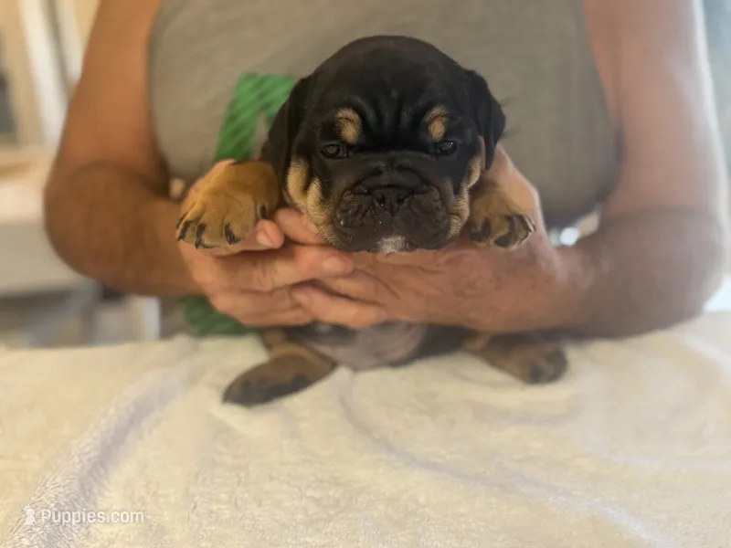 Nova  – English Bulldog puppy for sale in Pittsburg, KS