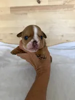 Luna , a female English Bulldog for sale in Pittsburg, KS – 3 of 6