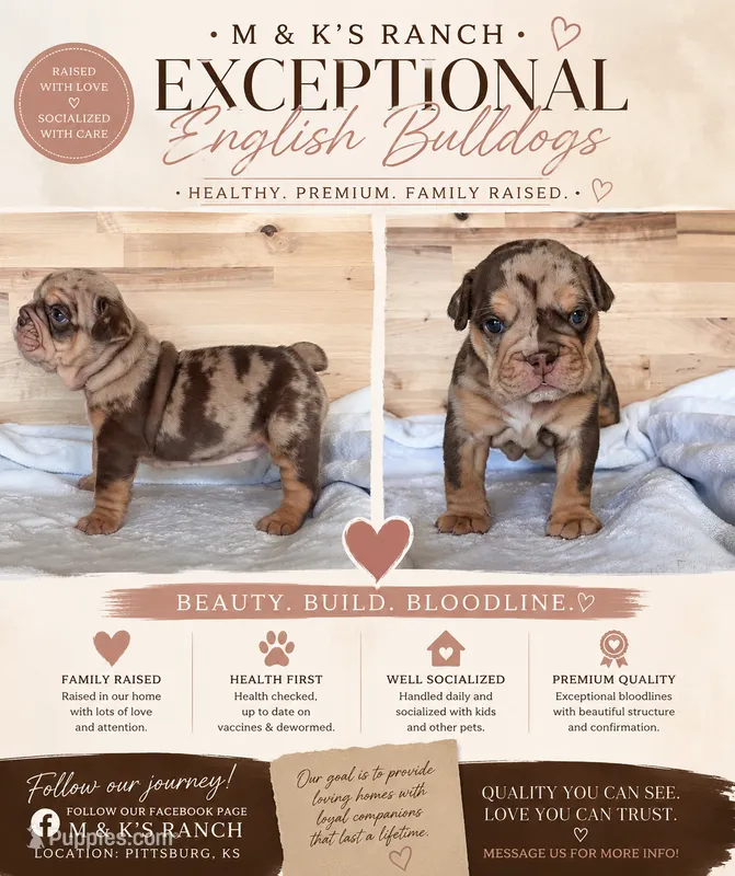 Lottie – English Bulldog puppy for sale in Pittsburg, KS
