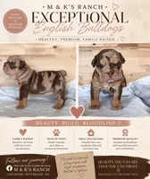Lottie, a female English Bulldog for sale in Pittsburg, KS – 1 of 3