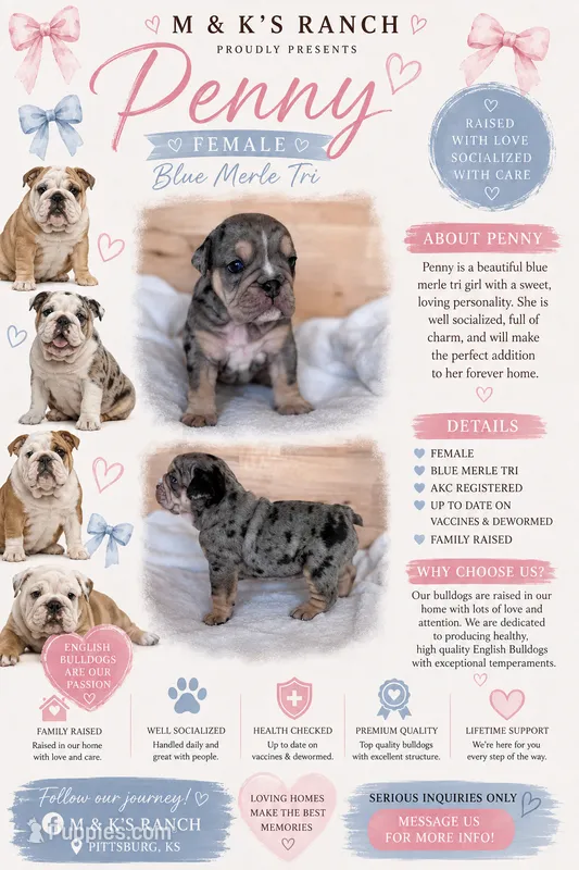 Penny – English Bulldog puppy for sale in Pittsburg, KS