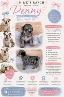 Penny, a female English Bulldog for sale in Pittsburg, KS – 1 of 3