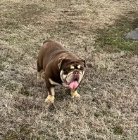 Nova , a female English Bulldog for sale in Pittsburg, KS – 8 of 8