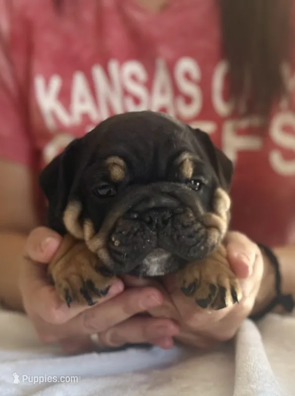Nova  – English Bulldog puppy for sale in Pittsburg, KS