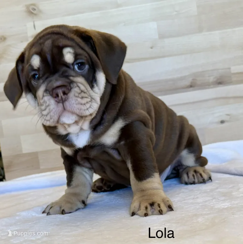 Lola – English Bulldog puppy for sale in Pittsburg, KS