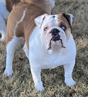 Nova , a female English Bulldog for sale in Pittsburg, KS – 6 of 8