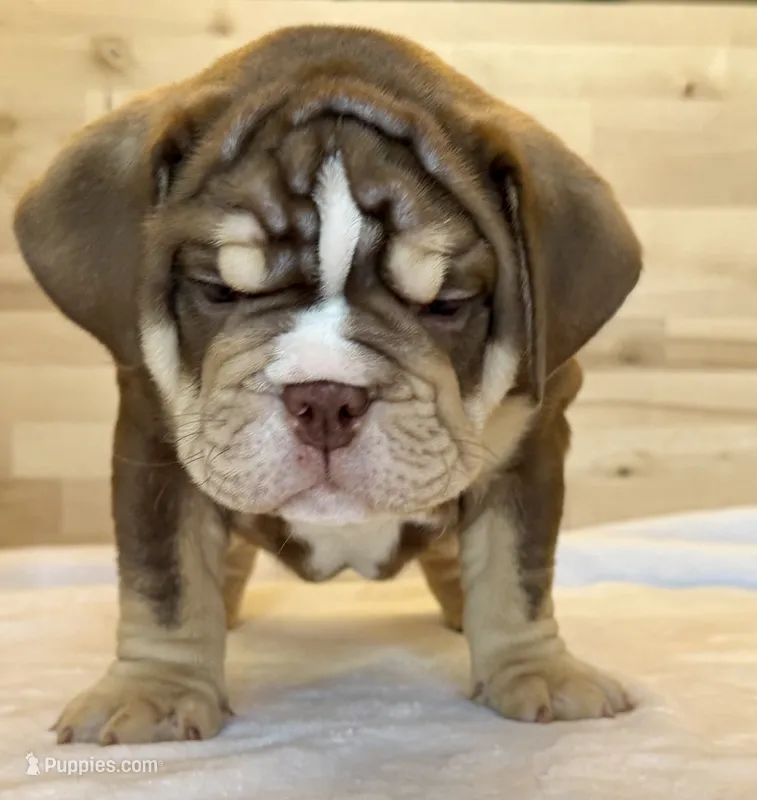 Meatball – English Bulldog puppy for sale in Pittsburg, KS