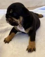Nova , a female English Bulldog for sale in Pittsburg, KS – 2 of 8