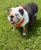 Cash, a male English Bulldog for sale in Pittsburg, KS – 3 of 4