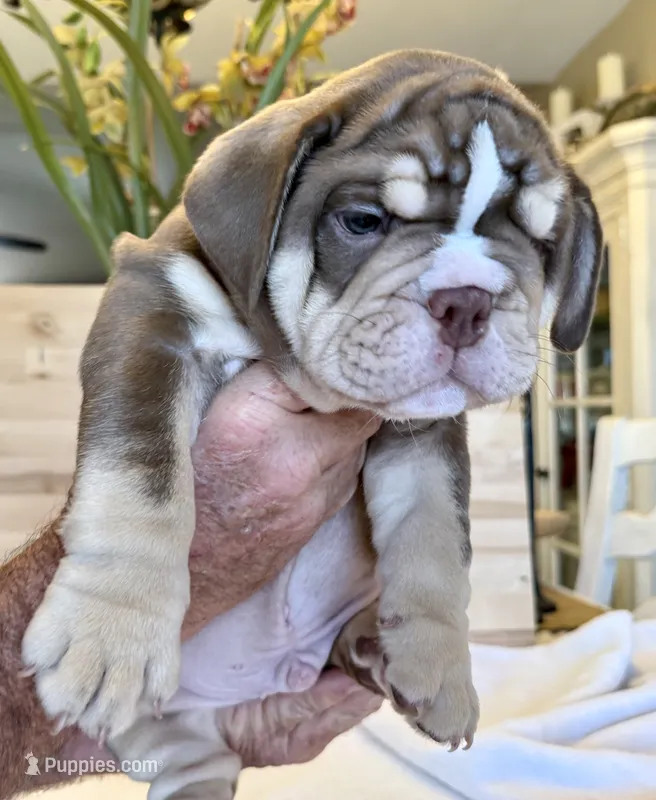 Meatball – English Bulldog puppy for sale in Pittsburg, KS
