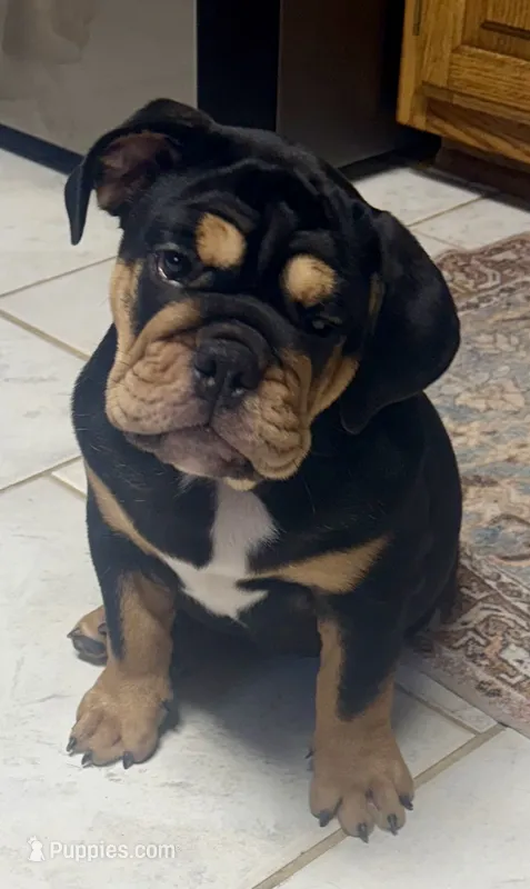 Bear  – English Bulldog puppy for sale in Pittsburg, KS