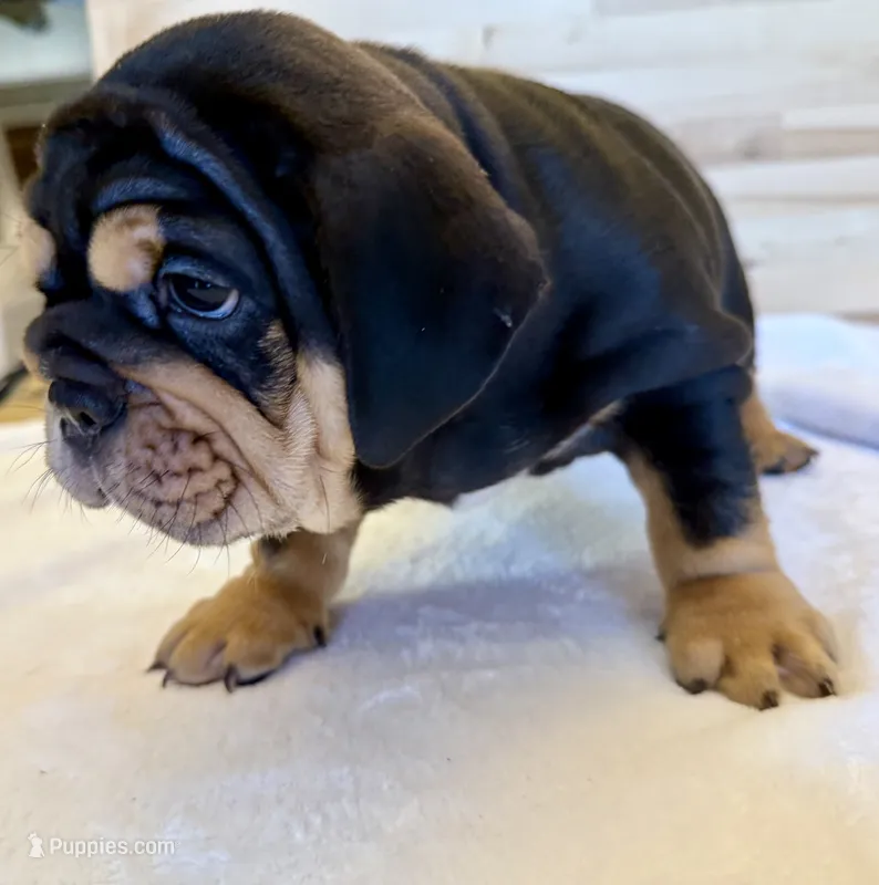 Bear  – English Bulldog puppy for sale in Pittsburg, KS