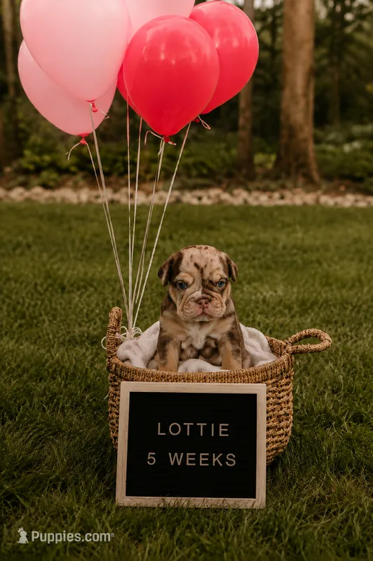 Lottie – English Bulldog puppy for sale in Pittsburg, KS