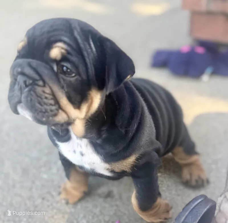 Nova  – English Bulldog puppy for sale in Pittsburg, KS