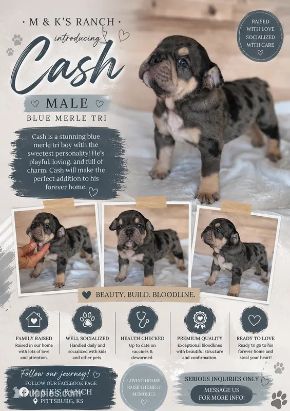 Cash – English Bulldog puppy for sale in Pittsburg, KS