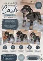 Cash, a male English Bulldog for sale in Pittsburg, KS – 1 of 4