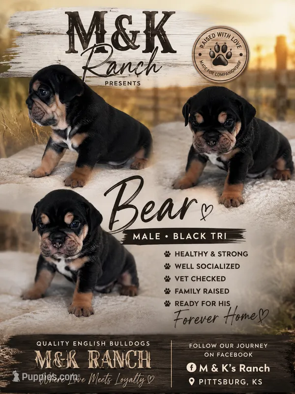 Bear  – English Bulldog puppy for sale in Pittsburg, KS