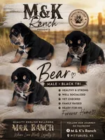 Bear , a male English Bulldog for sale in Pittsburg, KS – 1 of 4