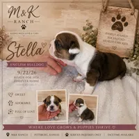 Stella , a female English Bulldog for sale in Pittsburg, KS – 1 of 4