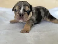 Apollo, a male English Bulldog for sale in Pittsburg, KS – 2 of 5