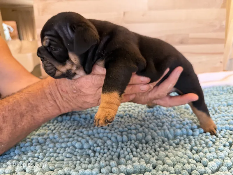 Nova  – English Bulldog puppy for sale in Pittsburg, KS