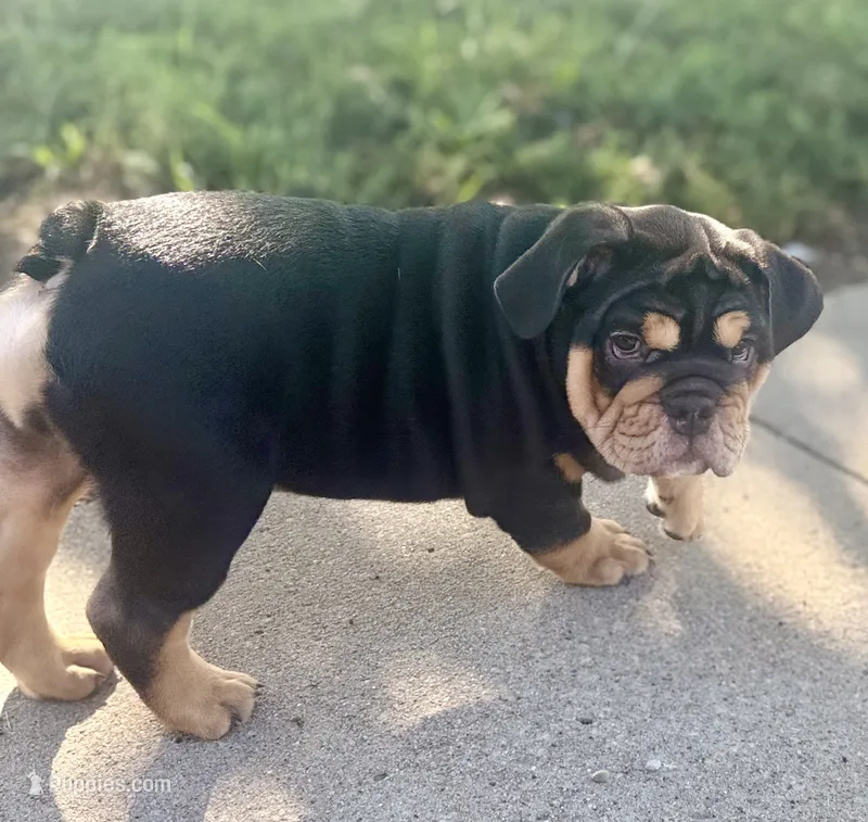 Bear  – English Bulldog puppy for sale in Pittsburg, KS