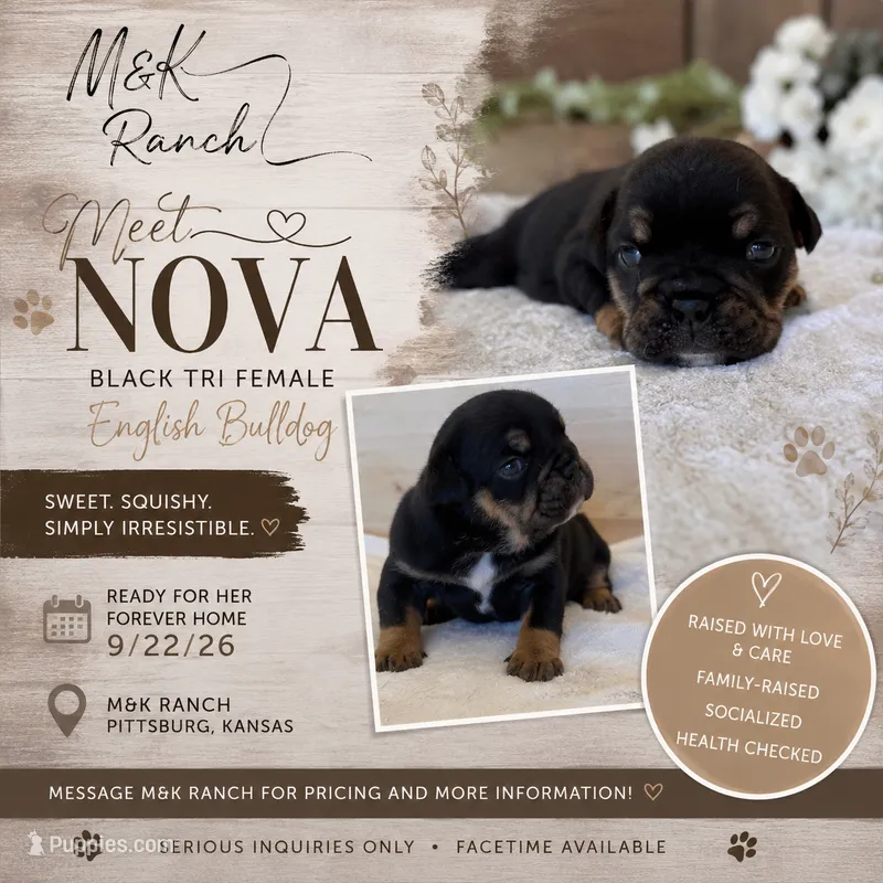 Nova  – English Bulldog puppy for sale in Pittsburg, KS