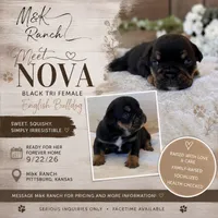 Nova , a female English Bulldog for sale in Pittsburg, KS – 1 of 8