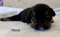 Nova , a female English Bulldog for sale in Pittsburg, KS – 5 of 8