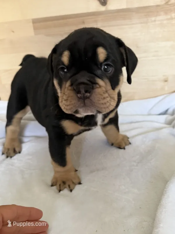 Griz – English Bulldog puppy for sale in Pittsburg, KS