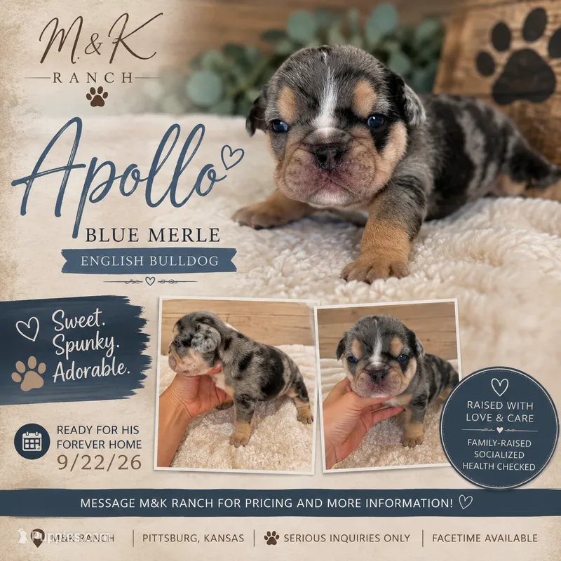Apollo – English Bulldog puppy for sale in Pittsburg, KS