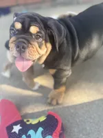 Bear , a male English Bulldog for sale in Pittsburg, KS – 2 of 7