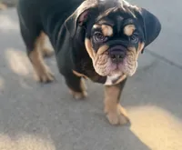 Bear , a male English Bulldog for sale in Pittsburg, KS – 3 of 7