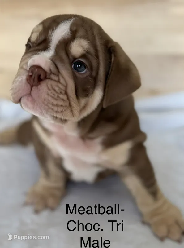 Meatball – English Bulldog puppy for sale in Pittsburg, KS