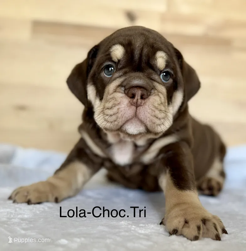 Lola – English Bulldog puppy for sale in Pittsburg, KS