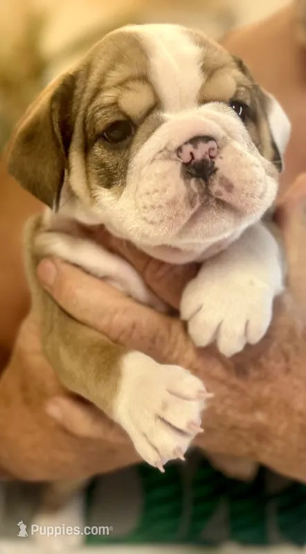 Stella  – English Bulldog puppy for sale in Pittsburg, KS