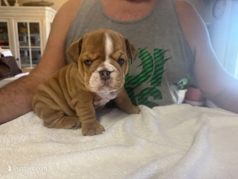 Luna  – English Bulldog puppy for sale in Pittsburg, KS